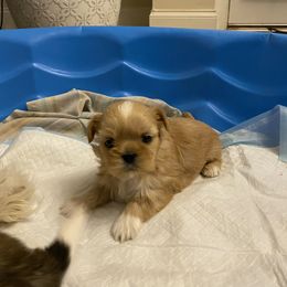 Tete - Shih Tzu