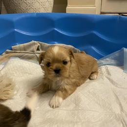 Tete - Shih Tzu