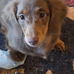 Penny - Chocolate and tan female Dachshund puppy in Berry, Alabama from Whisper Gray