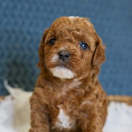 Blaze - Sable male Cavapoo puppy in Payson, Utah from Little Diamond Doodles