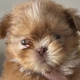 Shih Tzus from Tammy Pankau's Shih Tzu