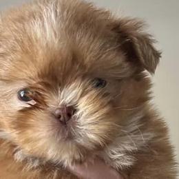 Shih Tzus from Tammy Pankau's Shih Tzu