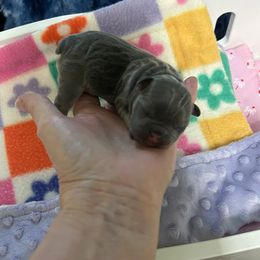 Story - Blue male French Bulldog puppy in Peru, Indiana from Angie's Little Bostons And Frenchies