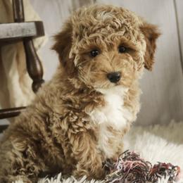 Jade - Red  female Poodle puppy in Etna Green, Indiana from Perfect Match Poodles