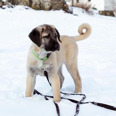 Kangal Puppies from Berecz Hollow Farm LLC