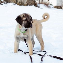 Kangal Puppies from Berecz Hollow Farm LLC