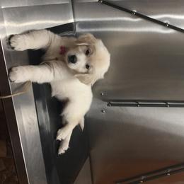 Golden Retriever Puppies from Chrysanthos Golden Retrievers