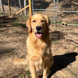 Black Female - Golden female Golden Retriever puppy in Amherst, Virginia from Clearvu Kennels