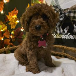 Pink Collar Sadie - Red  female Goldendoodle puppy in Bristol, Tennessee from 4goldendoodles