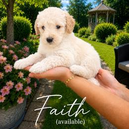 Faith - Cream female Poodle puppy in Washington, Pennsylvania from Patriotic Poodles