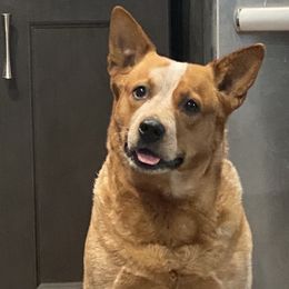 Australian Cattle Dogs from Sooner or Later ACDs