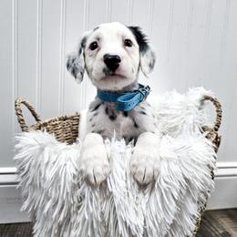 Teal - White and black female Dalmatian puppy in Gray, Georgia from Fuller Spots