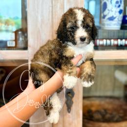 Bo Peep - Pink - Sable female Bernedoodle puppy in Rockwall, Texas from Glory Doodles