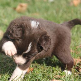 Border Collie, English Setter, and Miniature American Shepherd Puppies from First Harmony Farms