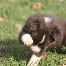 Border Collie, English Setter, and Miniature American Shepherd Puppies from First Harmony Farms