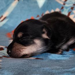 Olaf - Black and cream male Dachshund puppy in Anaconda, Montana from Williams Family Dachshunds