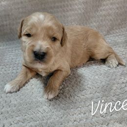 Vince - Apricot male Goldendoodle puppy in Eau Claire, Wisconsin from Fisher River Doodle's