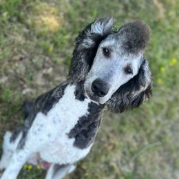 Milo - Poodle