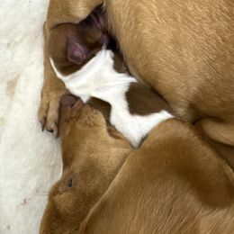 Dachshund puppies from K&C Miniature Dachshunds