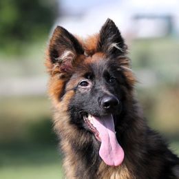 Packer - Sable German Shepherd puppy in Rockwall, Texas from Debut Shepherds