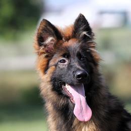 Packer - Sable German Shepherd puppy in Rockwall, Texas from Debut Shepherds