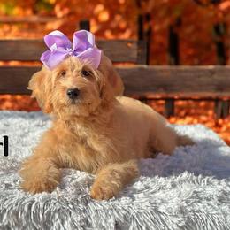 Pearl - Goldendoodle