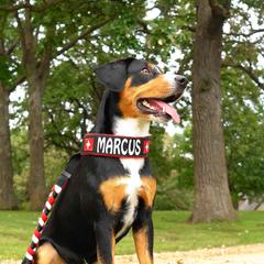 Marcus - Entlebucher Mountain Dog