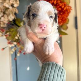 Luigi ❤️ - Red merle male Aussiedoodle puppy in Granbury, Texas from Triple Cross Doodles