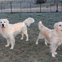 Golden Retriever All Grown Up from Deborah Hughes