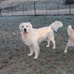 Golden Retriever All Grown Up from Deborah Hughes