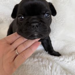 Black Girl - Black female French Bulldog puppy in Gilbert, Arizona from Gilbert Puppies