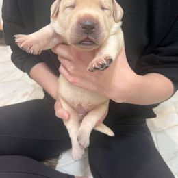Yellow male - Yellow male Labrador Retriever puppy in Waterford, Connecticut from Butlertown Labs