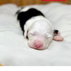 Prancer - male Australian Mountain Doodle puppy in Sterling, Colorado from North 40 Doodles