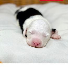 Prancer - male Australian Mountain Doodle puppy in Sterling, Colorado from North 40 Doodles