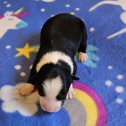 Wren - Black Border Collie puppy in White Lake, Wisconsin from Rising Moon Border Collies
