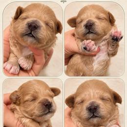 MILO - Apricot male Maltipoo puppy in San Diego, Temecula, Ontario, California from Yorkie & Maltese Royalty