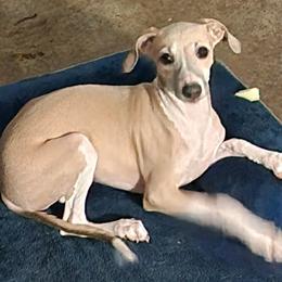 Sunny - Italian Greyhound