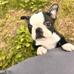 Little Nona - Black and white male Boston Terrier puppy in West Liberty, Kentucky from 3B Kennels-Beth’s Best Boston’s