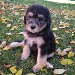Bernedoodle Puppies from Belly Rubs