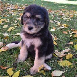 Bernedoodle Puppies from Belly Rubs
