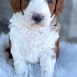 Scoop - Red  male Goldendoodle puppy in Fleming, Colorado from Vandenbark Doodles