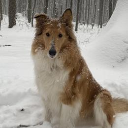 Pippin - Collie