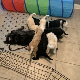 Goldendoodle Puppies from Shades of Grace Doodles in Texas