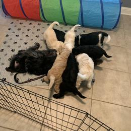 Goldendoodle Puppies from Shades of Grace Doodles in Texas