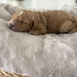 Tulip - Apricot female Goldendoodle puppy in Brooksville, Florida from Abby’s Standard Goldendoodles