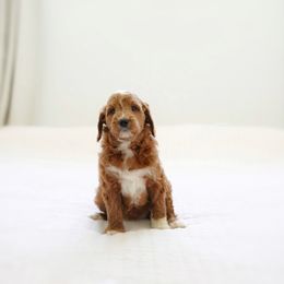 Dawn - Red  female Goldendoodle puppy in Vancouver, Washington from Blissful Doodles