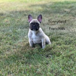 Tabby - Fawn female French Bulldog puppy in Chase City, Virginia from Sunnyfield Frenchies