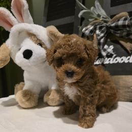 Bernedoodle, Goldendoodle, and Poodle Puppies from 4goldendoodles