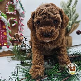 Cinnamon - Red  male Poodle puppy in Salem, Missouri from Meadowbrook Poodles