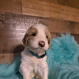 Goldendoodle Puppies from Dahlia Doodles